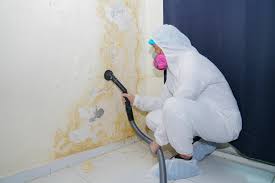 Best Attic Mold Removal  in Hays, KS